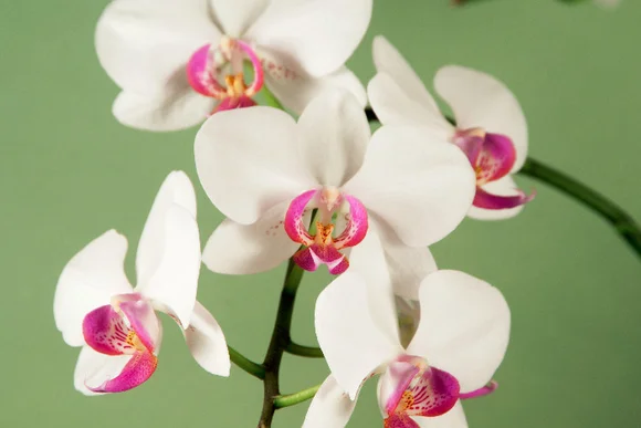 Weiße Orchideen mit pinker Mitte